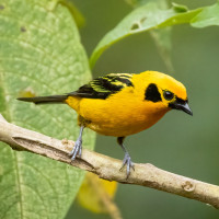 Golden Tanager